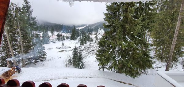 Pine trees on snow covered land