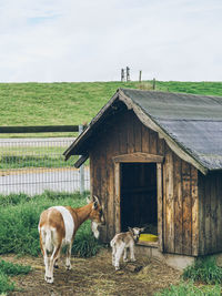 Goats standing outside wooden barn