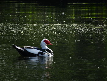 Bird flying over calm lake