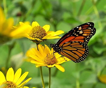 Close-up of butterfly pollinating on yellow flower