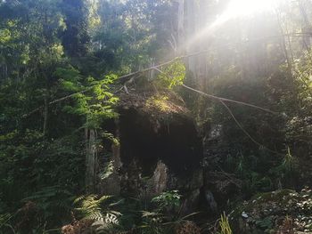 Sunlight streaming through trees in forest