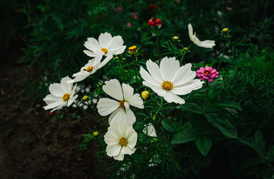 Close-up of white flowering plant on field