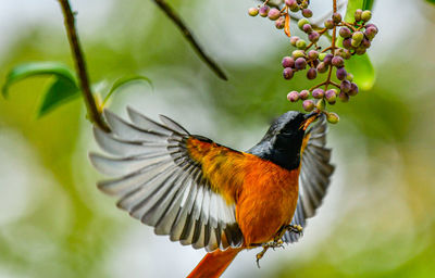 Close-up of bird perching on branch