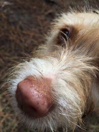 Close-up of dog
