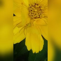 Close-up of yellow flower blooming outdoors