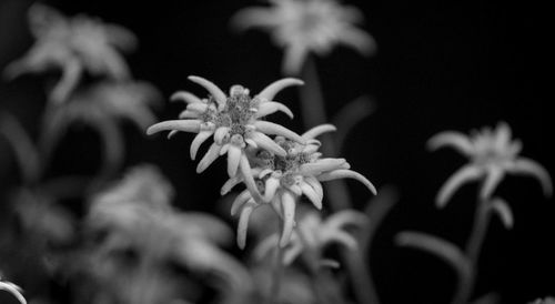 Close-up of flowering plant against black background