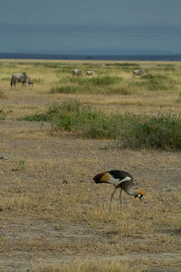 Grey crowned crane bird eating bugs in the landscape