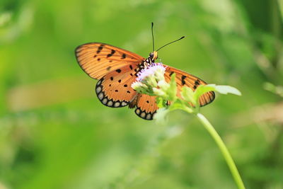 Close-up of butterfly pollinating on flower