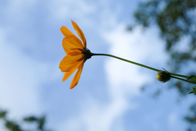 Low angle view of yellow flowering plant
