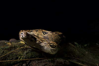 Close-up of frog on rock