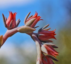 Close-up of red flowering plant against sky