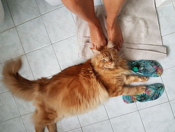 High angle view of cat with hand on tiled floor