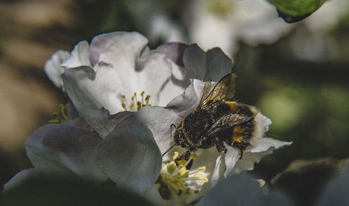 Close-up of bumble bee on flower