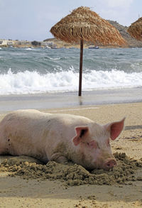 Pig relaxing at the beach - mykonos, greece
