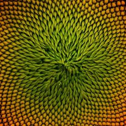 Full frame shot of tiled floor
