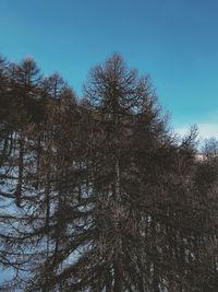 Low angle view of trees against sky during winter