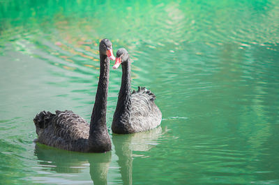 Swan swimming in lake