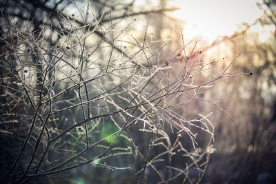 Close-up of plant against sky