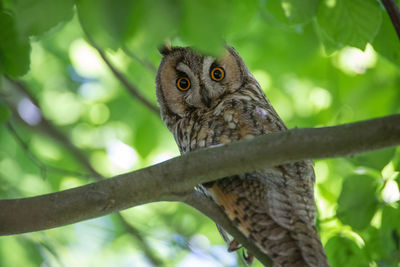 Low angle view of owl on tree
