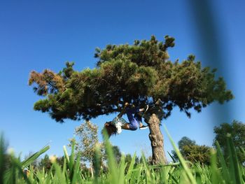 Low angle view of tree against blue sky