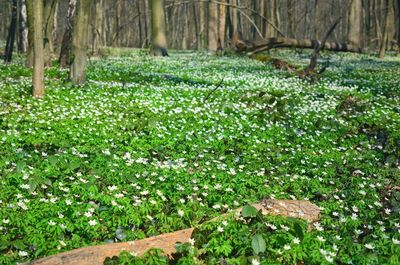 Plants growing on land in forest