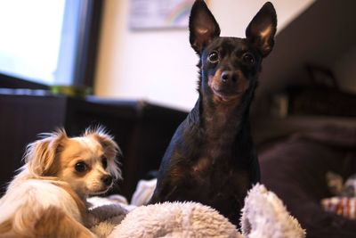 Portrait of puppy sitting at home