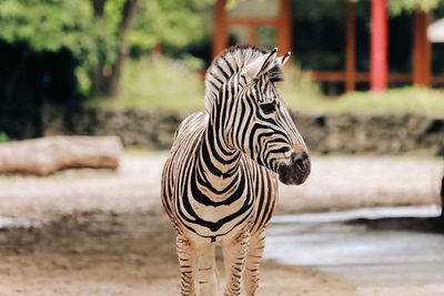 Zebra portrait in a city park, zoo. animal background.