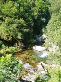 Scenic view of river amidst trees in forest