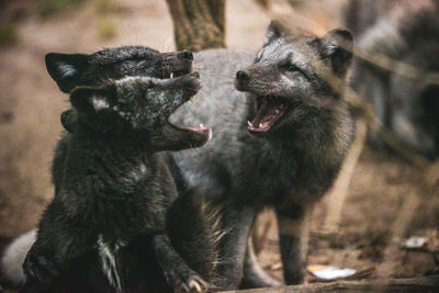 Polar foxes screaming while standing on field