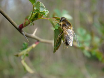 Close-up of insect on flower