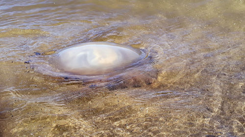 High angle view of turtle in sea