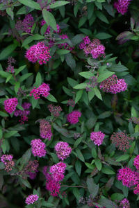 Close-up of pink flowering plants