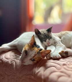 Cat resting on bed