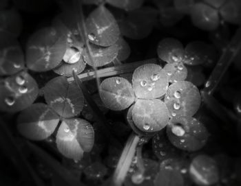 Close-up of water drops on leaf
