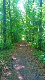 Footpath amidst trees in forest