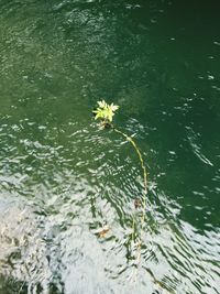 Leaves floating on water