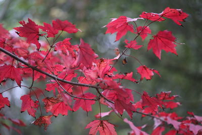 Close-up of red maple leaves on tree