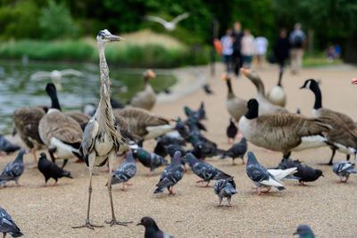 High angle view of birds on street