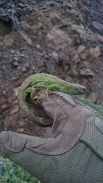 Close-up of lizard