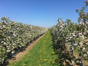 Low angle view of plants against clear sky