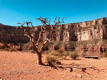 Dead tree on rock against sky