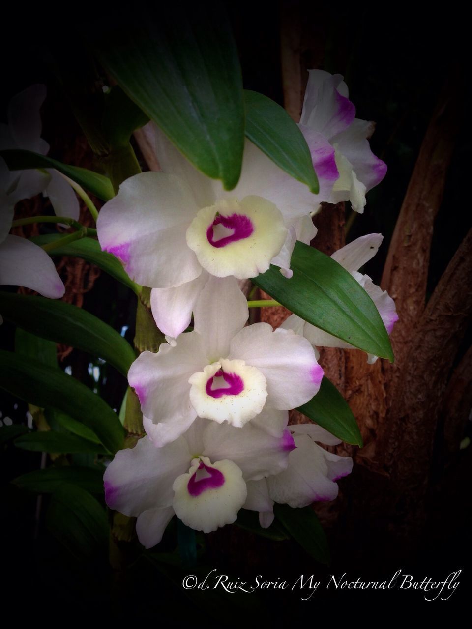 flower, petal, freshness, flower head, fragility, growth, beauty in nature, nature, close-up, leaf, plant, blooming, indoors, high angle view, in bloom, white color, no people, pink color, blossom, orchid