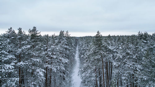 Trees in forest against sky