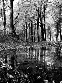 Reflection of bare trees in lake