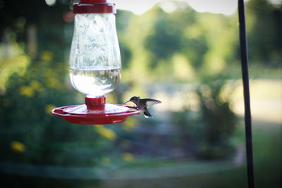 Hummingbird on bird feeder in yard