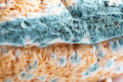 Blue mildew fungus on white bread close-up. spoiled food, unhealthy food. white background