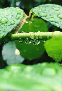 Close-up of water drops on leaves