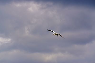 Low angle view of bird flying against sky
