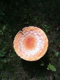 Directly above shot of mushroom on field