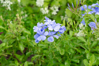 Close-up of purple flowering plants